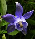 Columbine - Aquilegia vulgaris © Teresa Farino